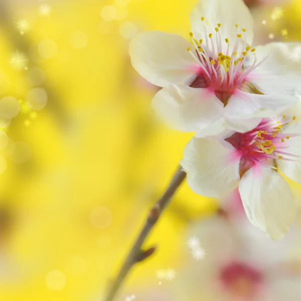 Makro snímek mandlové květy květy — Stock fotografie