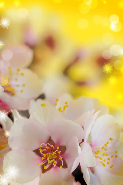 Macro shot of almond flowers blossoms — Stock Photo, Image