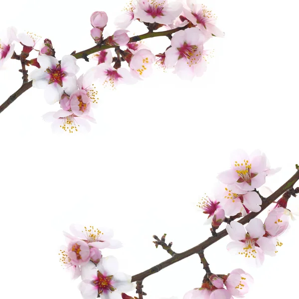 Tak met amandel bloemen bloesems geïsoleerd op witte achtergrond — Stockfoto