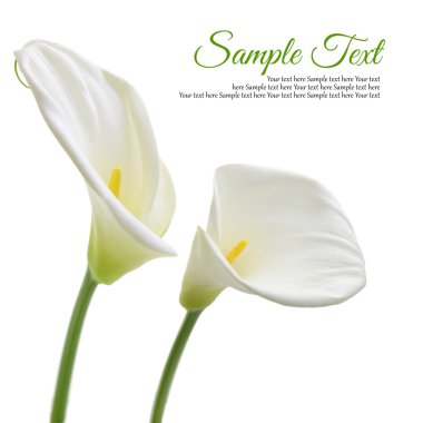 Beautiful white Calla lilies isolated on white background clipart
