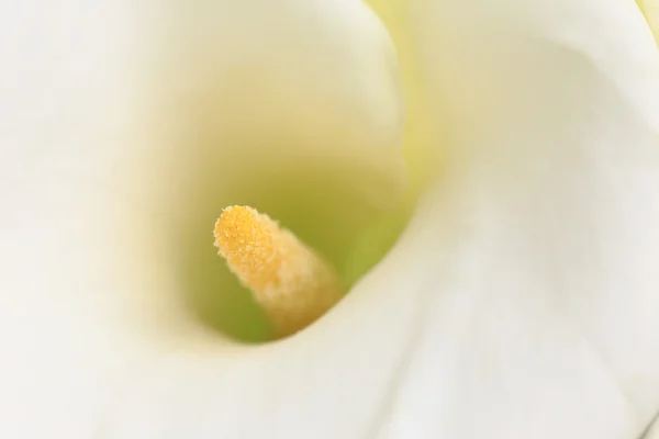 Macro shot of white calla lilies — Stock Photo, Image