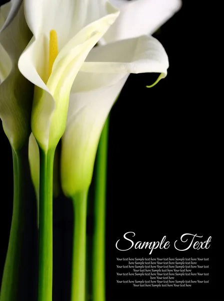 Beautiful white Calla lilies with reflection on black background — Stock Photo, Image