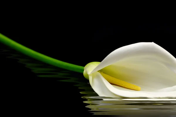 Vackra vita calla lily återspeglas i vatten — Stockfoto