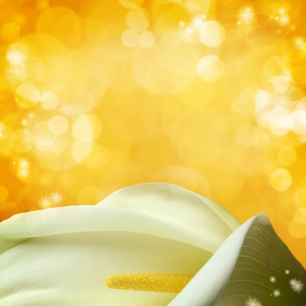 Makro białe lilie calla — Zdjęcie stockowe