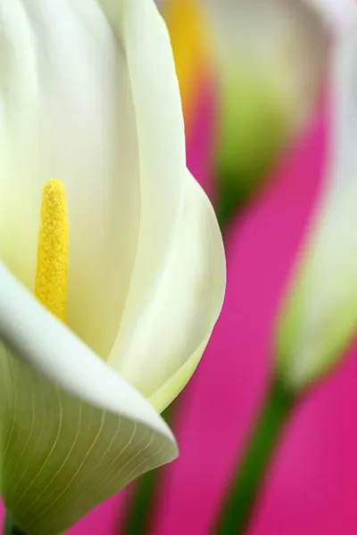 Macro shot di gigli di calla bianca — Foto Stock