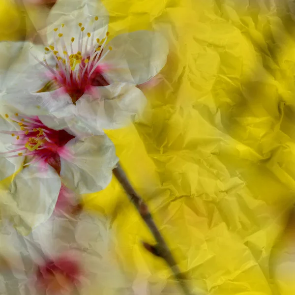 ビンテージしわくちゃの紙のテクスチャ、グランジ花の背景 — ストック写真