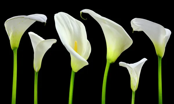 Hermosos lirios blancos de Calla sobre fondo negro —  Fotos de Stock