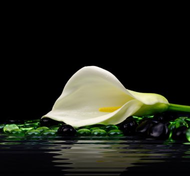 güzel beyaz calla lily suya yansıyan