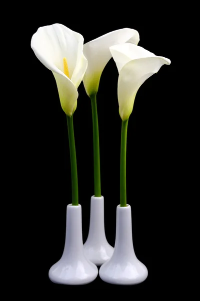 黒い背景に白い花瓶のオランダカイウユリ — ストック写真