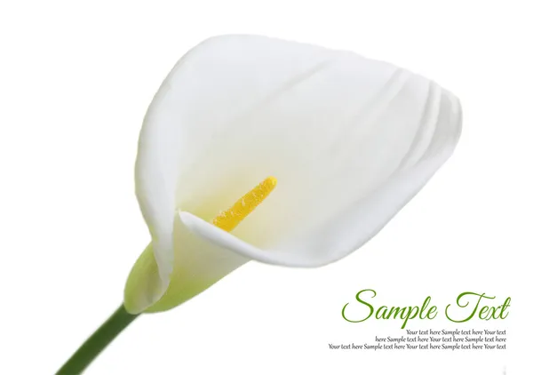 Güzel beyaz calla lily beyaz zemin üzerine izole — Stok fotoğraf
