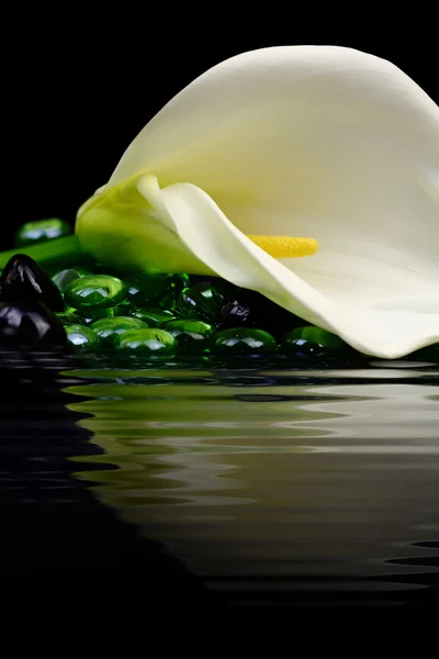 美丽洁白的马蹄莲百合反映在水中 — 图库照片