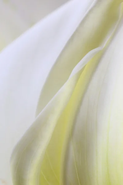 Makroaufnahme weißer Calla-Lilien — Stockfoto