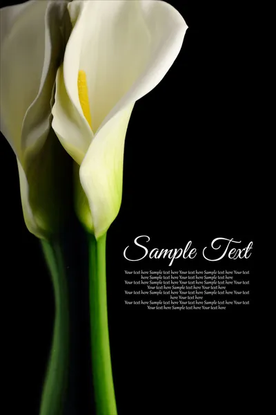 Güzel beyaz calla lily ile siyah arka plan yansıması — Stok fotoğraf