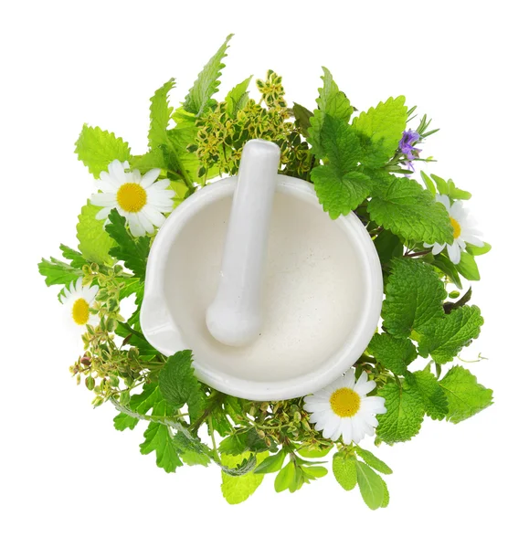 Argamassa de porcelana branca e pilão com ervas frescas em torno dele — Fotografia de Stock
