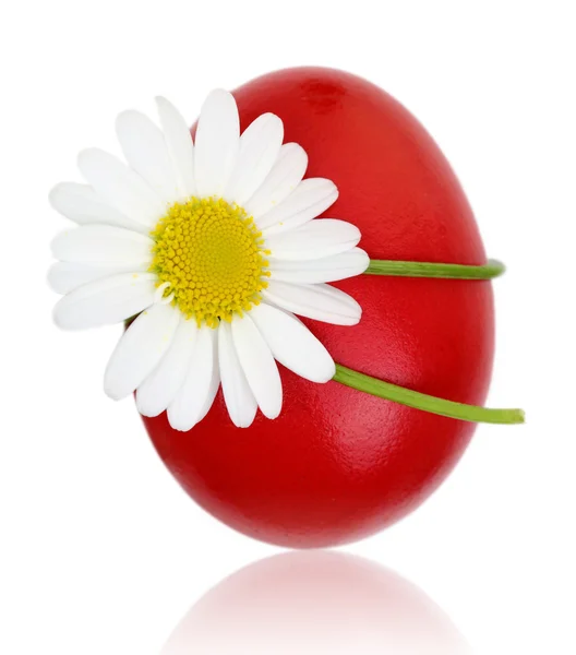Rode paasei met daisy flower — Stockfoto