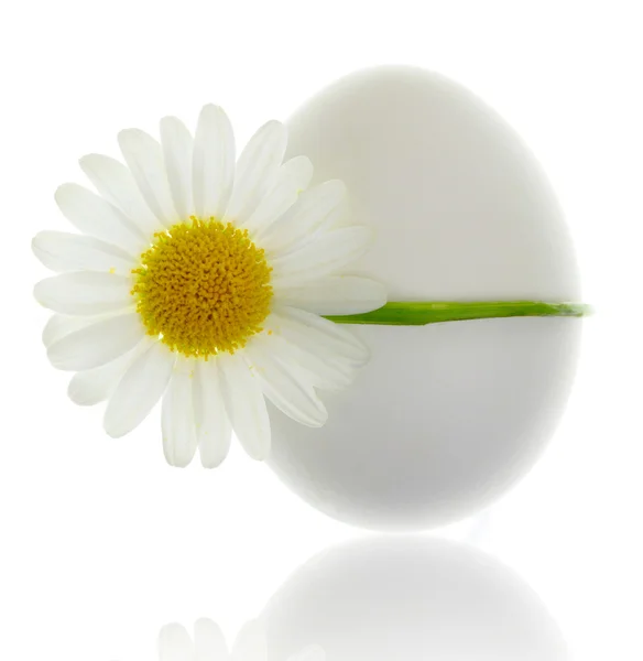 Яйцо, связанное белой маргариткой, изолированное на белом — стоковое фото