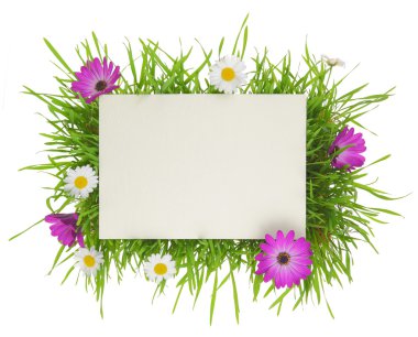 çim ve çiçek beyaz zemin üzerine izole afiş