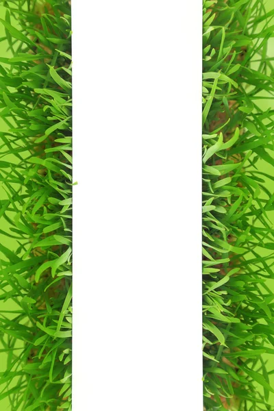 Fresh grass blank white banner with green background — Stock Photo, Image