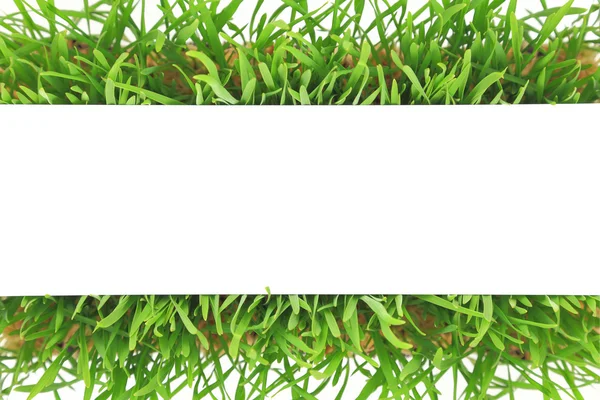 Banner de grama verde fresco isolado no fundo branco — Fotografia de Stock