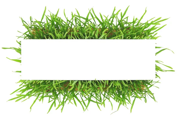 Banner de hierba verde fresca aislado sobre fondo blanco — Foto de Stock