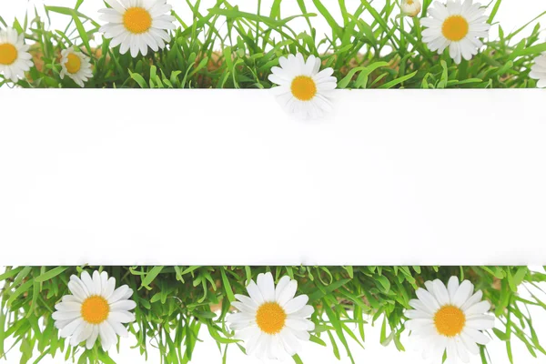 Banner sobre hierba y flores blancas de fondo — Foto de Stock