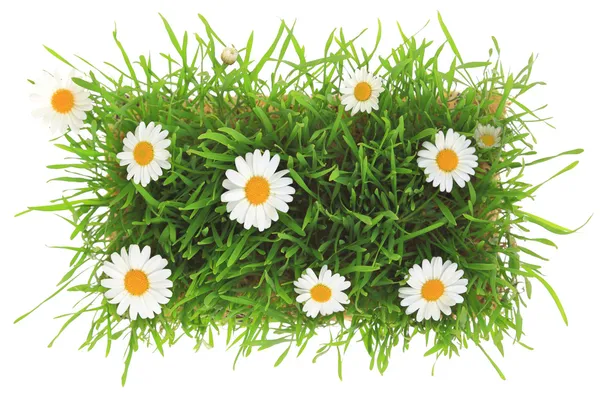 Grünes Gras und weiße Blumen isoliert auf weißem Hintergrund — Stockfoto