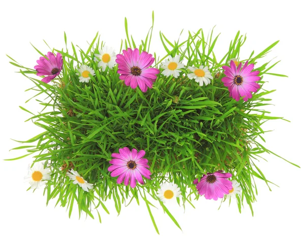 Grama verde com flores rosa e branco isolado — Fotografia de Stock