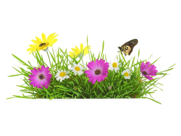 Grama verde com flores rosa, brancas e amarelas isoladas — Fotografia de Stock