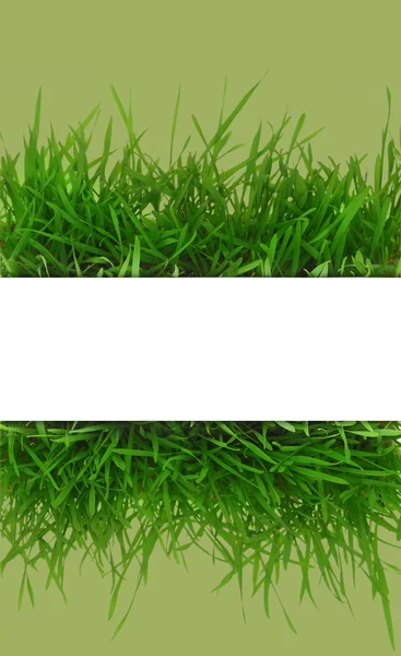 Fresh grass, blank white horizontal banner with green background — Stock Photo, Image