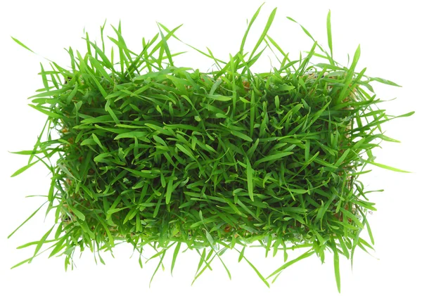 Grönt gräs isolerad på vit bakgrund — Stockfoto