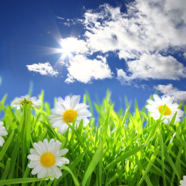 Flowers with grassy field on blue sky and sunshine  clipart