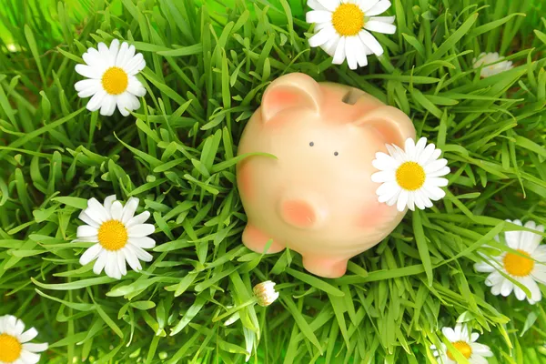 Piggy banco na grama verde com flores fundo — Fotografia de Stock