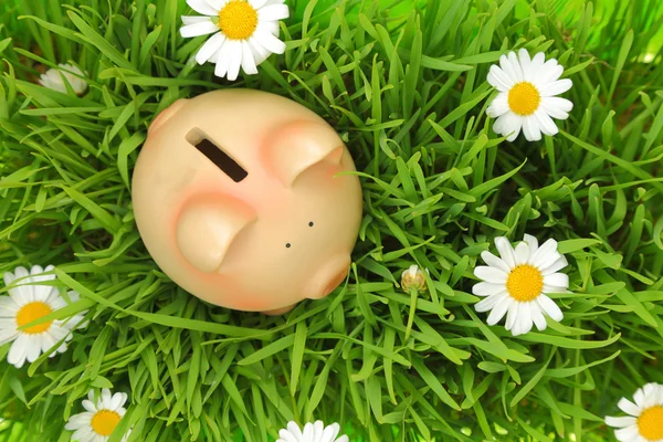 Piggy bank on green grass with flowers background — Stock Photo, Image