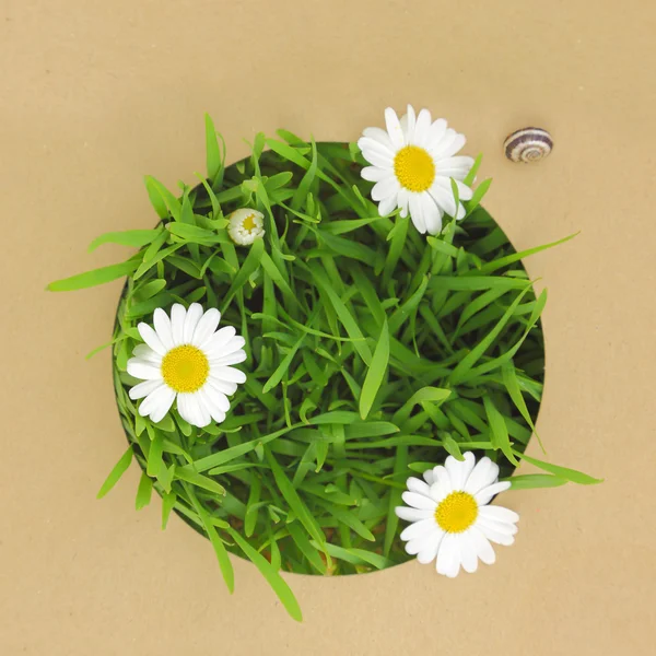Çim ve beyaz çiçekleri ile geri dönüşümlü kağıt kartı — Stok fotoğraf