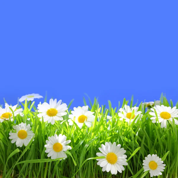 Flores brancas com grama e espaço de cópia no fundo azul — Fotografia de Stock