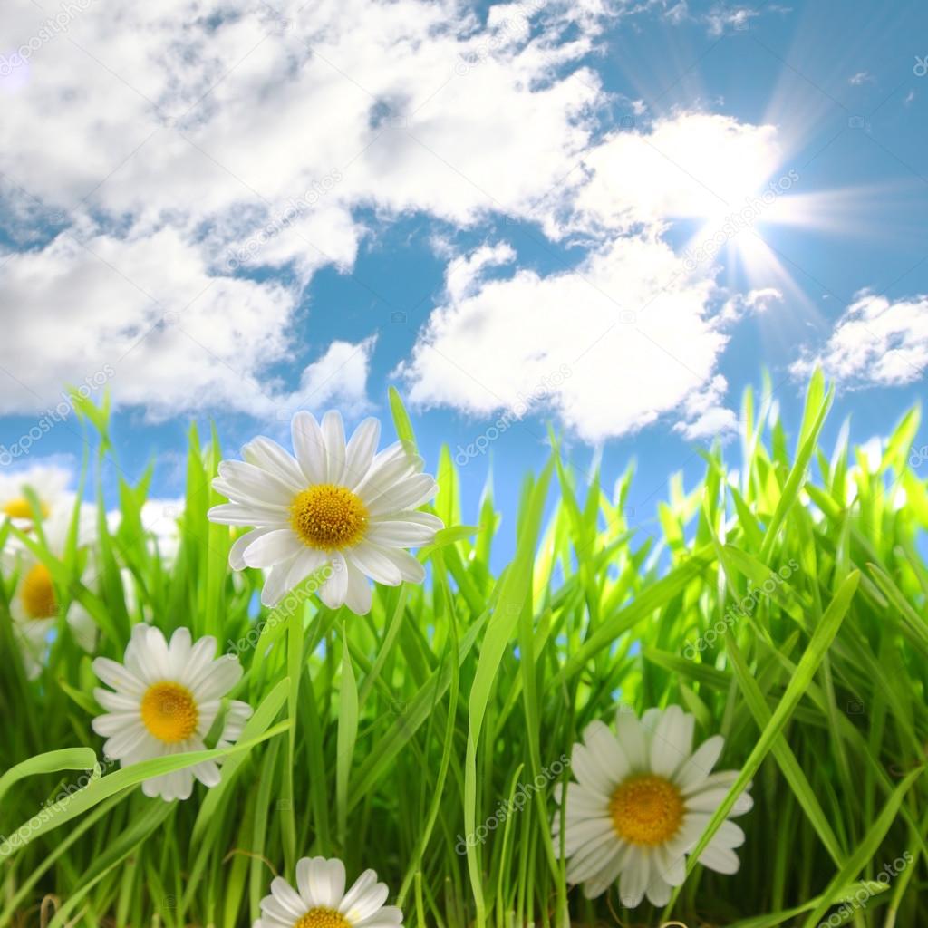 Flowers with grassy field on blue sky and sunshine 