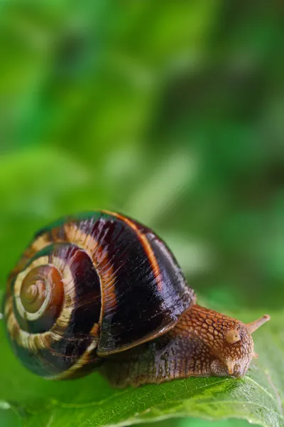 蜗牛爬行，绿色的叶子和副本空间 — 图库照片