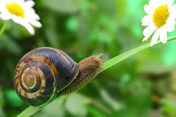 Gemeine Schnecke krabbelt auf Pflanze im Garten — Stockfoto