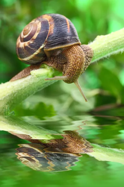 Schnecke kriecht mit Wasser und Spiegelung auf Pflanze — Stockfoto