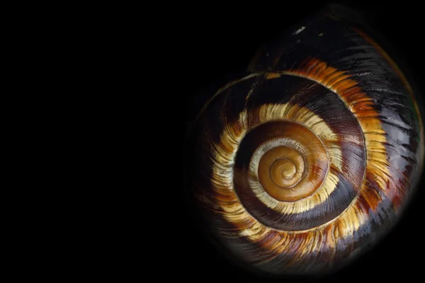 Spiral snail shell on black background — Stock Photo, Image