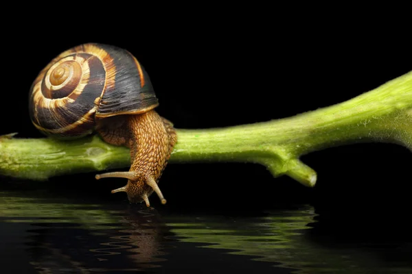 Schnecke auf Pflanzenstamm Trinkwasser auf schwarzem Hintergrund — Stockfoto