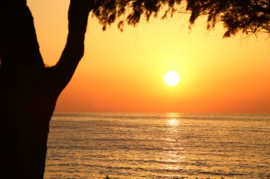 koyu ağaç silueti ile sahilde günbatımı