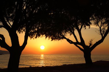 karanlık ağaçlarının silüetler ile sahilde günbatımı