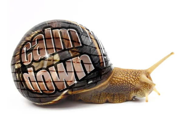 Caracol com "Calm Down" mensagem em sua casca isolada — Fotografia de Stock