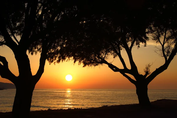 Karanlık ağaçlarının silüetler ile sahilde günbatımı — Stok fotoğraf