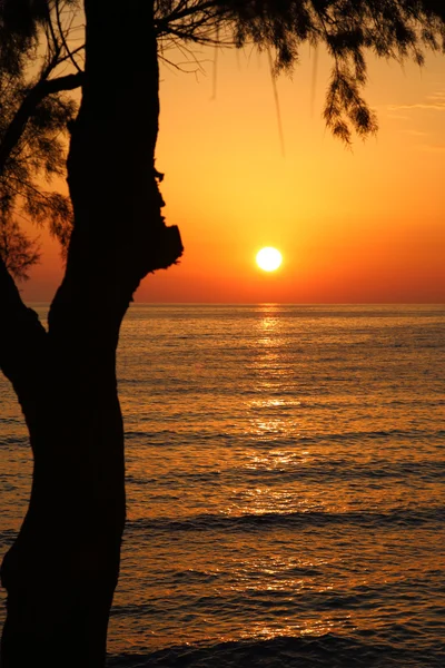 Sunset on the beach with dark tree silhouette — Stock Photo, Image