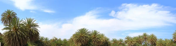Ciel bleu, nuages doux et sommets de palmiers — Photo
