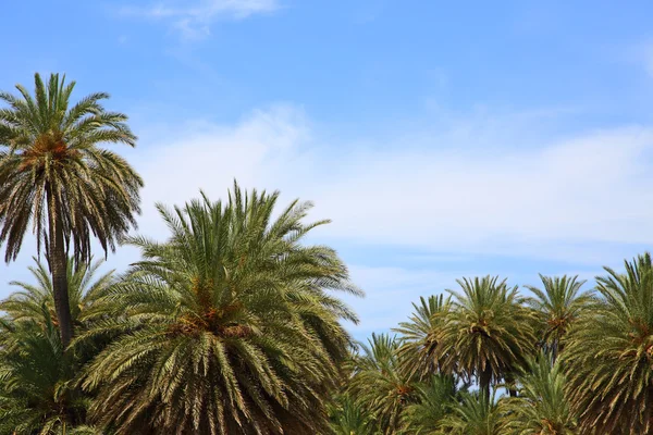 Blue sky and palm trees tops — Stock Photo, Image