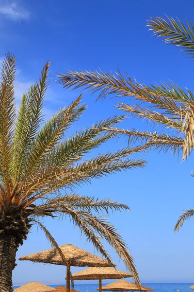Морской пейзаж с голубым небом, пальмой и зонтиками — стоковое фото