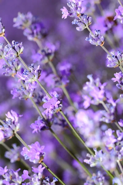 필드 근접 촬영에 라벤더 꽃 — 스톡 사진